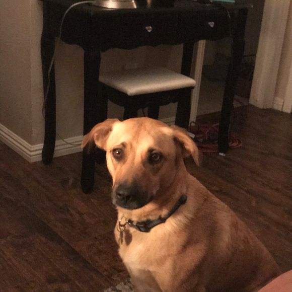 Meet your Posher, Jess - Picture 1 of 1